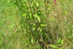 Rudbeckia hirta