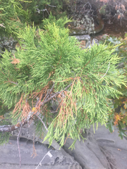 Juniperus maritima