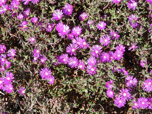 Image of Delosperma pageanum by (c) amantedarmanin, some rights reserved (CC BY)