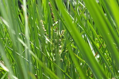 Sparganium eurycarpum