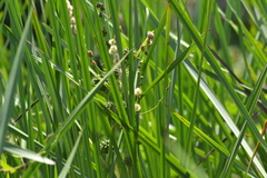 Sparganium eurycarpum