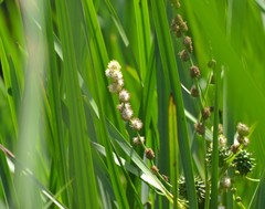 Sparganium eurycarpum