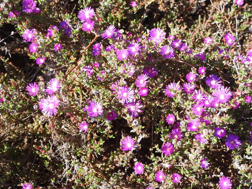Robertson Karoo Sheepfig (Delosperma pageanum)