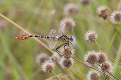 Dromogomphus spoliatus