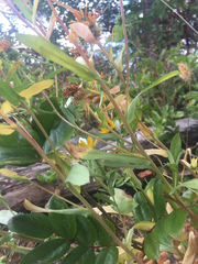 Grindelia stricta stricta