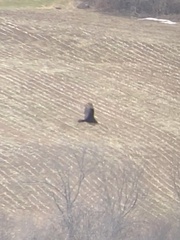 Cathartes aura image