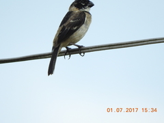 Sporophila morelleti morelleti