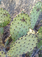 Opuntia oricola