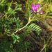 Astragalus suffruticosus - Photo (c) V.S. Volkotrub,  זכויות יוצרים חלקיות (CC BY-NC), הועלה על ידי V.S. Volkotrub