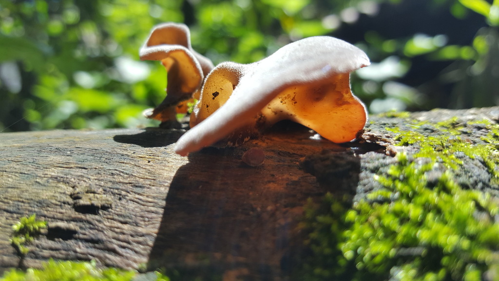Auricularia nigricans · October 2018 · photo: © alessandradalia (iNaturalist, cc-by-sa)