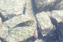 Ophioblennius steindachneri