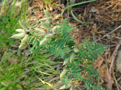 Astragalus suffruticosus