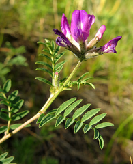 Astragalus suffruticosus