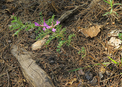 Astragalus suffruticosus