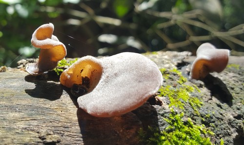 Wood Ear mushroom