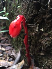 Monotropa coccinea