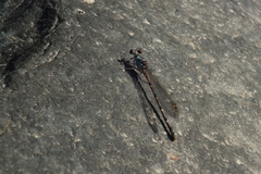 Argia funcki