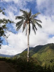 Ceroxylon ventricosum