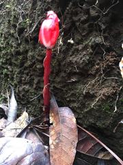 Monotropa coccinea