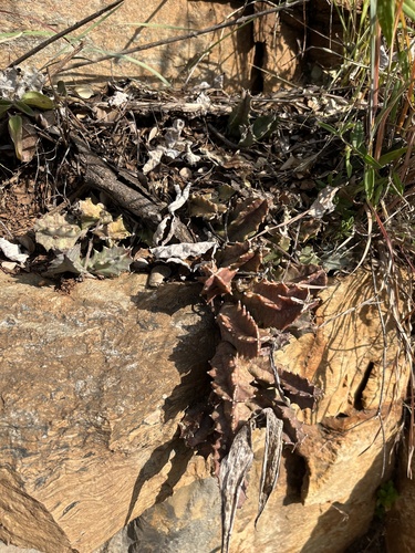 Ceropegia kirkii