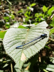Argia medullaris