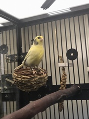 Serinus