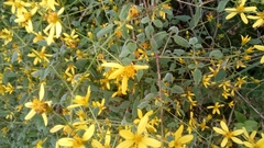 Bidens reptans