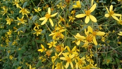Bidens reptans