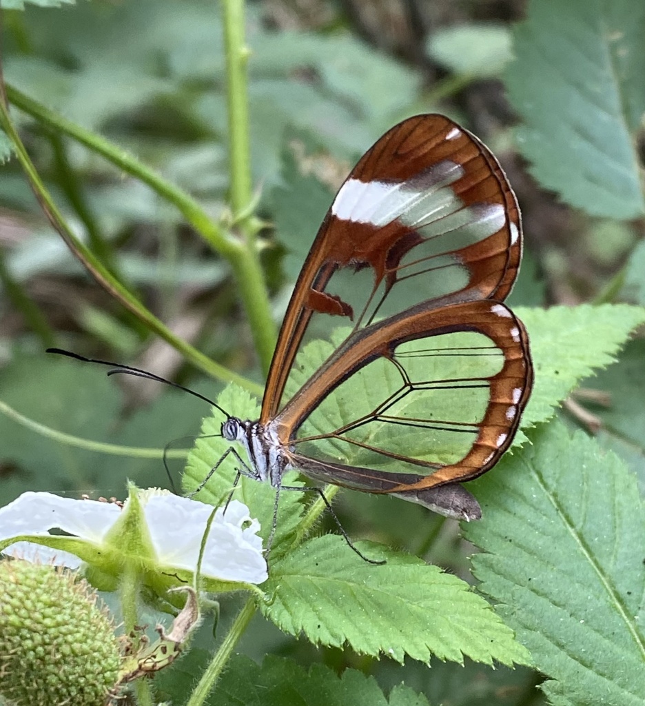 Oleria zea
