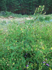 Astragalus propinquus