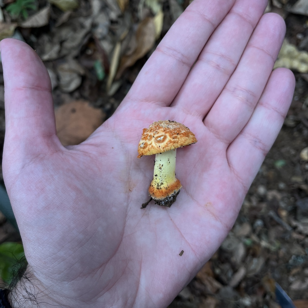 Amanita aurantiovelata · April 2023 · photo: © cristianriquelme (iNaturalist, cc-by)