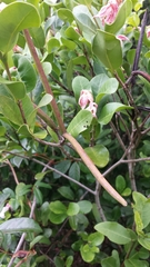 Mascarenhasia