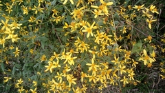 Bidens reptans
