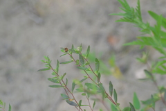 Crocanthemum bicknellii