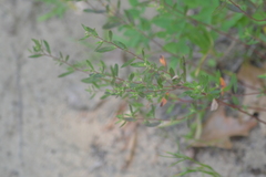 Crocanthemum bicknellii
