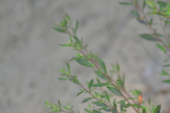 Crocanthemum bicknellii