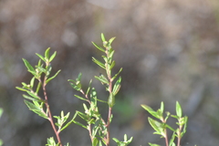 Crocanthemum bicknellii