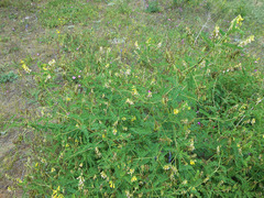 Astragalus propinquus
