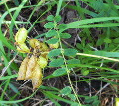 Astragalus propinquus