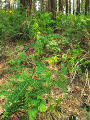 Astragalus propinquus