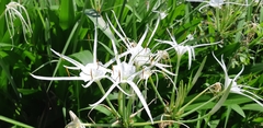 Hymenocallis speciosa