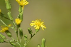 Hieracium scabrum