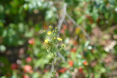 Hieracium scabrum