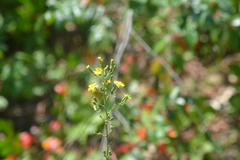 Hieracium scabrum