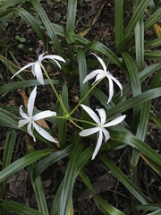 Crinum americanum
