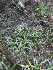 Crinum americanum