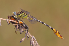 Dromogomphus spoliatus