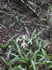 Crinum americanum