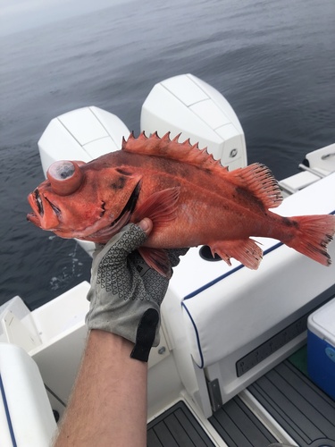 Blackgill rockfish (Sebastes melanostomus) — Sebastidae — 4