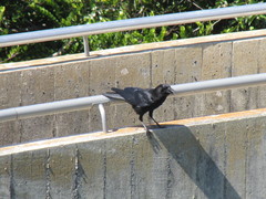 Corvus brachyrhynchos image